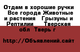 Отдам в хорошие ручки - Все города Животные и растения » Грызуны и Рептилии   . Тверская обл.,Тверь г.